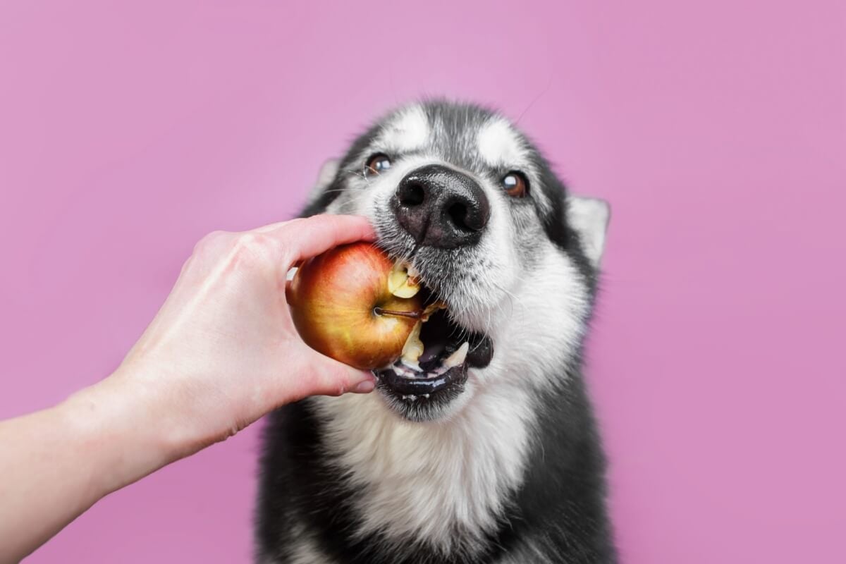 Alguns sabores costumam agradar o paladar dos cachorros 