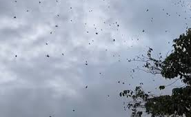 chuva de aranha em sao tome das letras