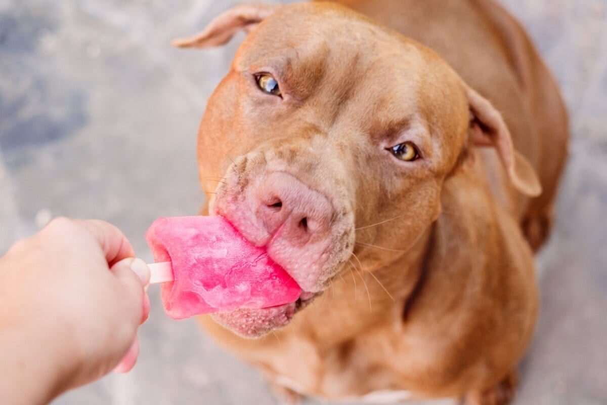 I dolcetti freddi aiutano a ridurre il calore per gli animali 