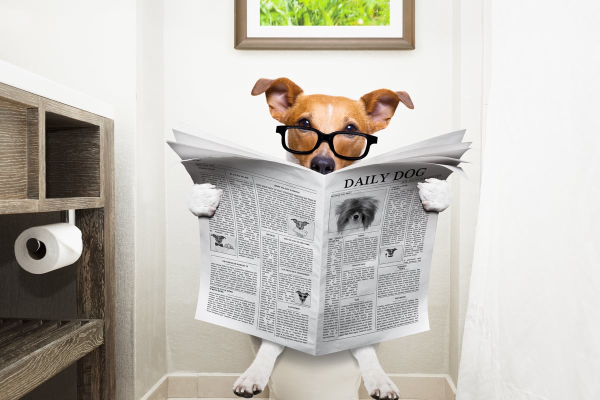 É possível ensinar o cachorro a urinar no lugar correto em qualquer idade 