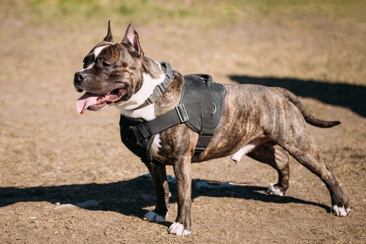 Personagens de filmes de ação inspiram os tutores na hora de nomear os cachorros