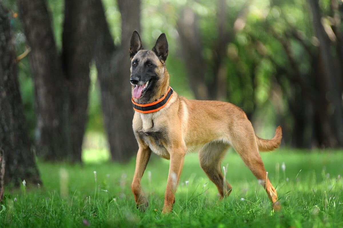 Inteligente e sempre alerta, o pastor belga malinois tem uma natureza protetora e determinada 