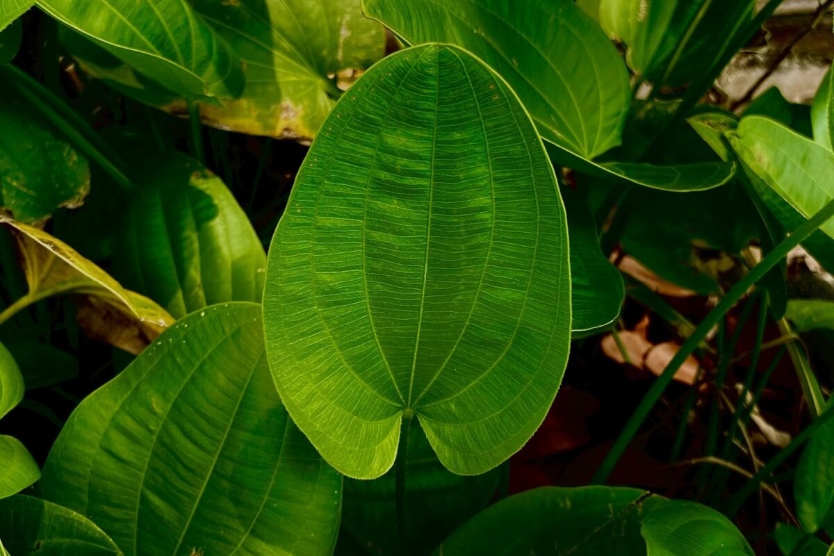 O chapéu-de-couro é uma planta nativa da América do Sul, com ampla presença em áreas úmidas e alagadas