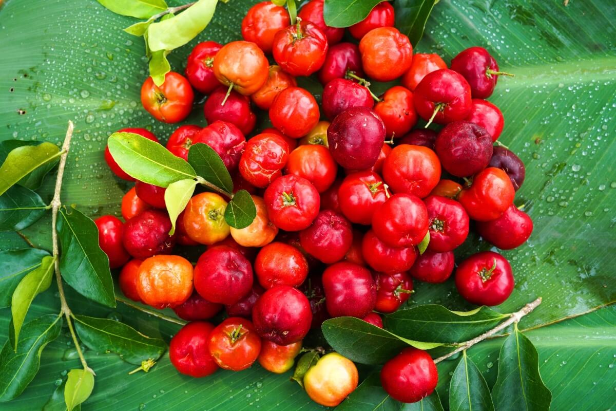 A acerola é uma excelente fonte de vitamina C 