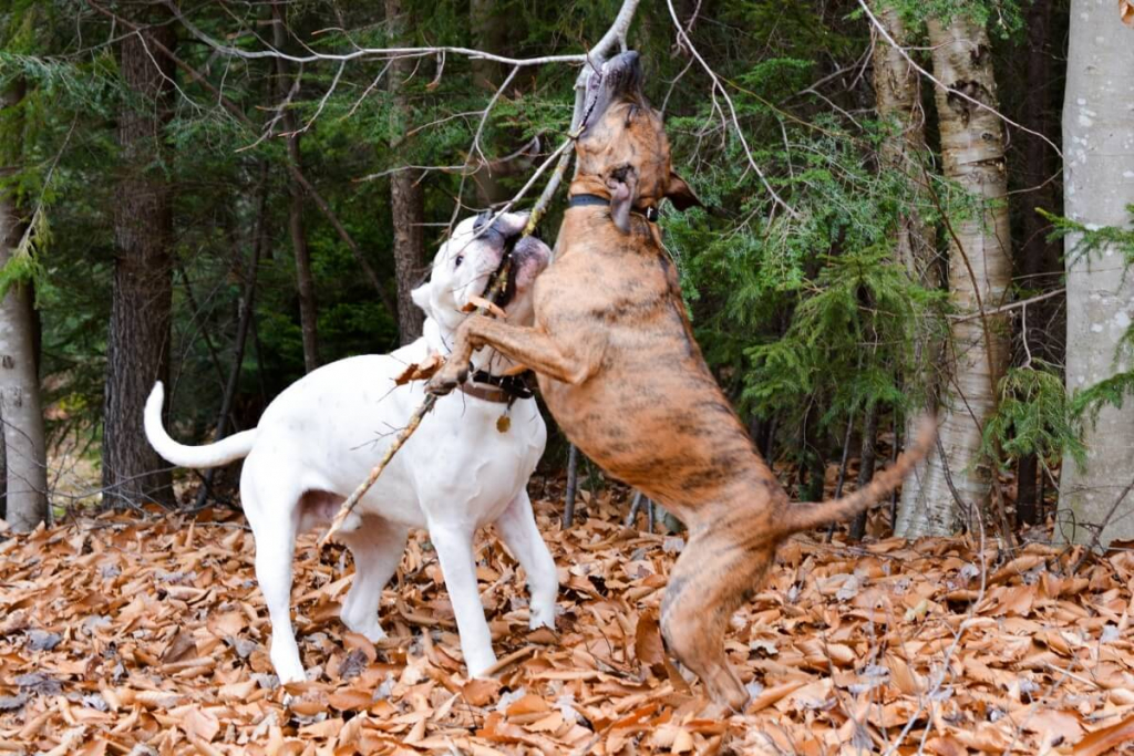 7 diferenças entre as raças dogo argentino e pitbull