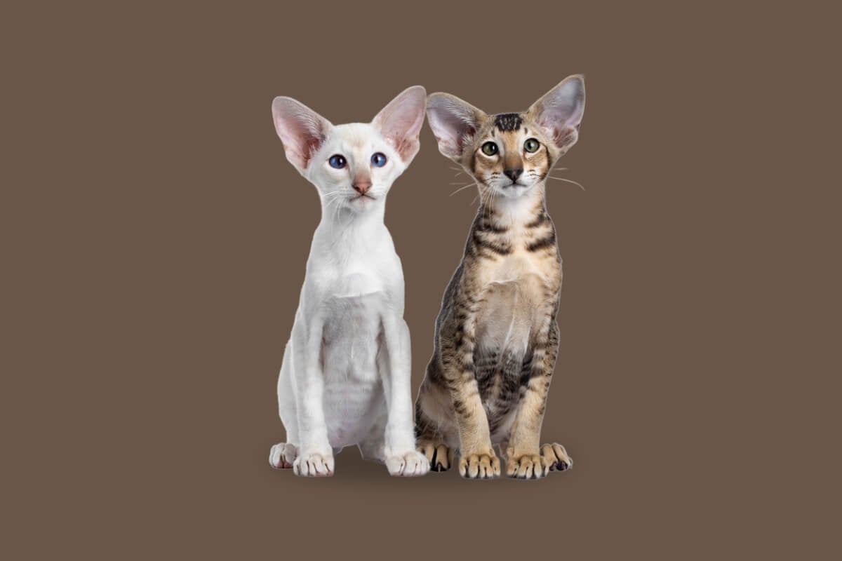 Apesar das semelhanças, os gatos siamês e oriental shorthair têm diferenças marcantes