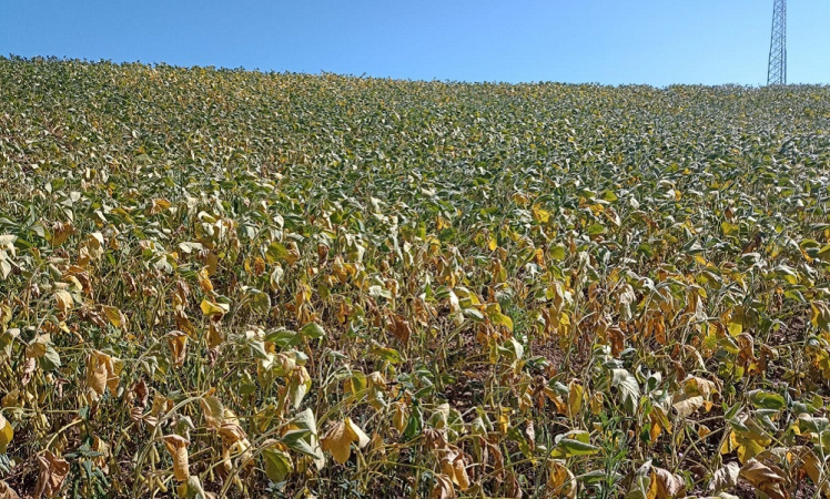 ILUSTRA SECA SOJA RS 02