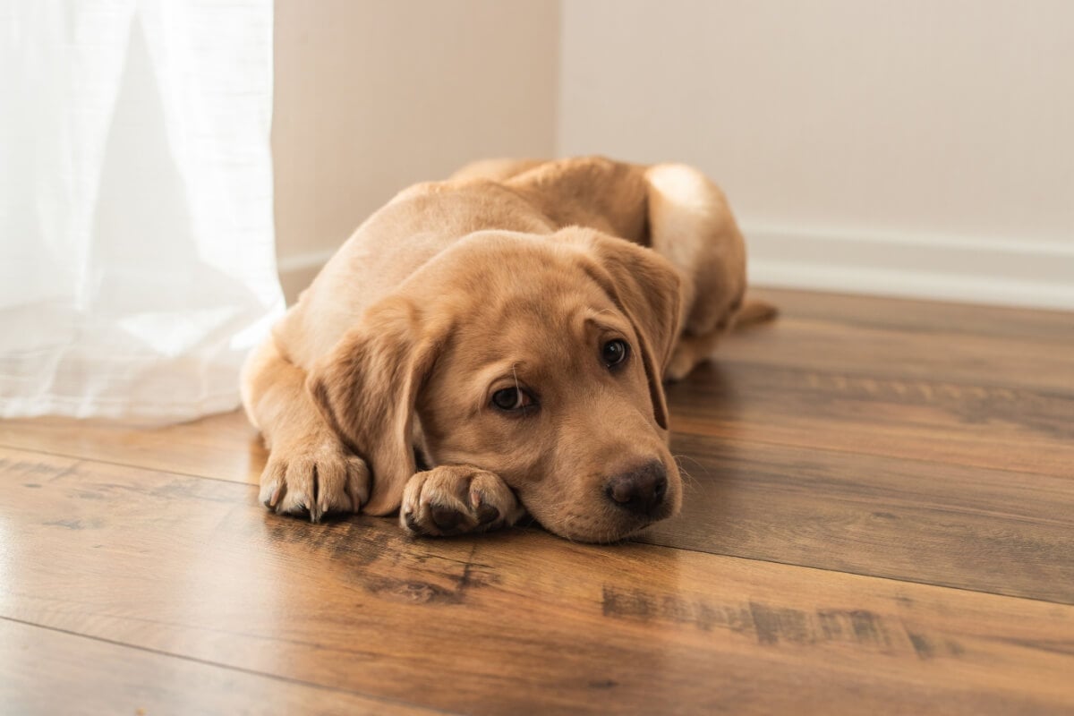 A saúde mental dos cachorros também precisa de atenção 