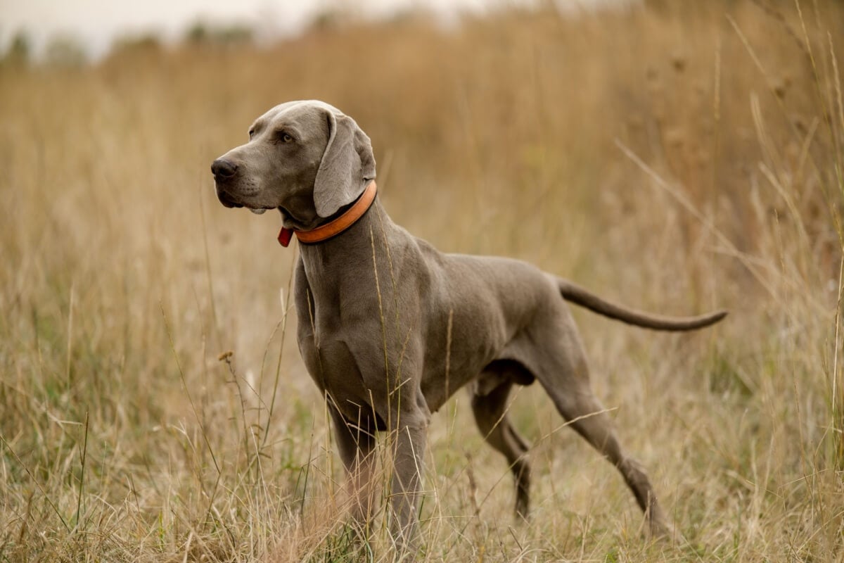 A raça weimaraner tem características físicas e temperamentais únicas 