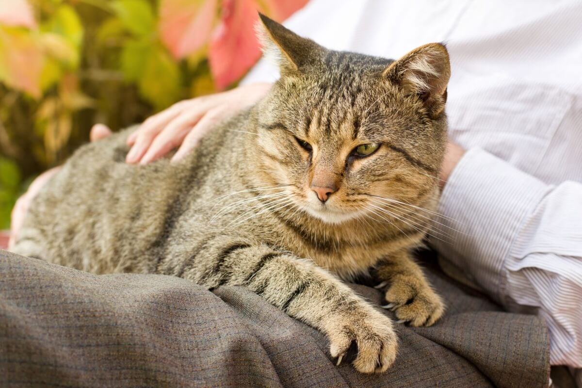 Cuidados especiais mantém o bem-estar e a qualidade de vida dos pets idosos 