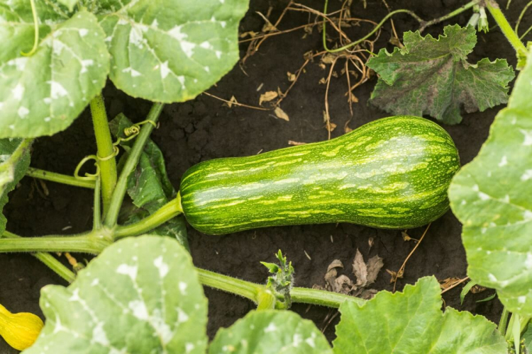 6 benefícios da abobrinha para a saúde e como incluí-la na dieta