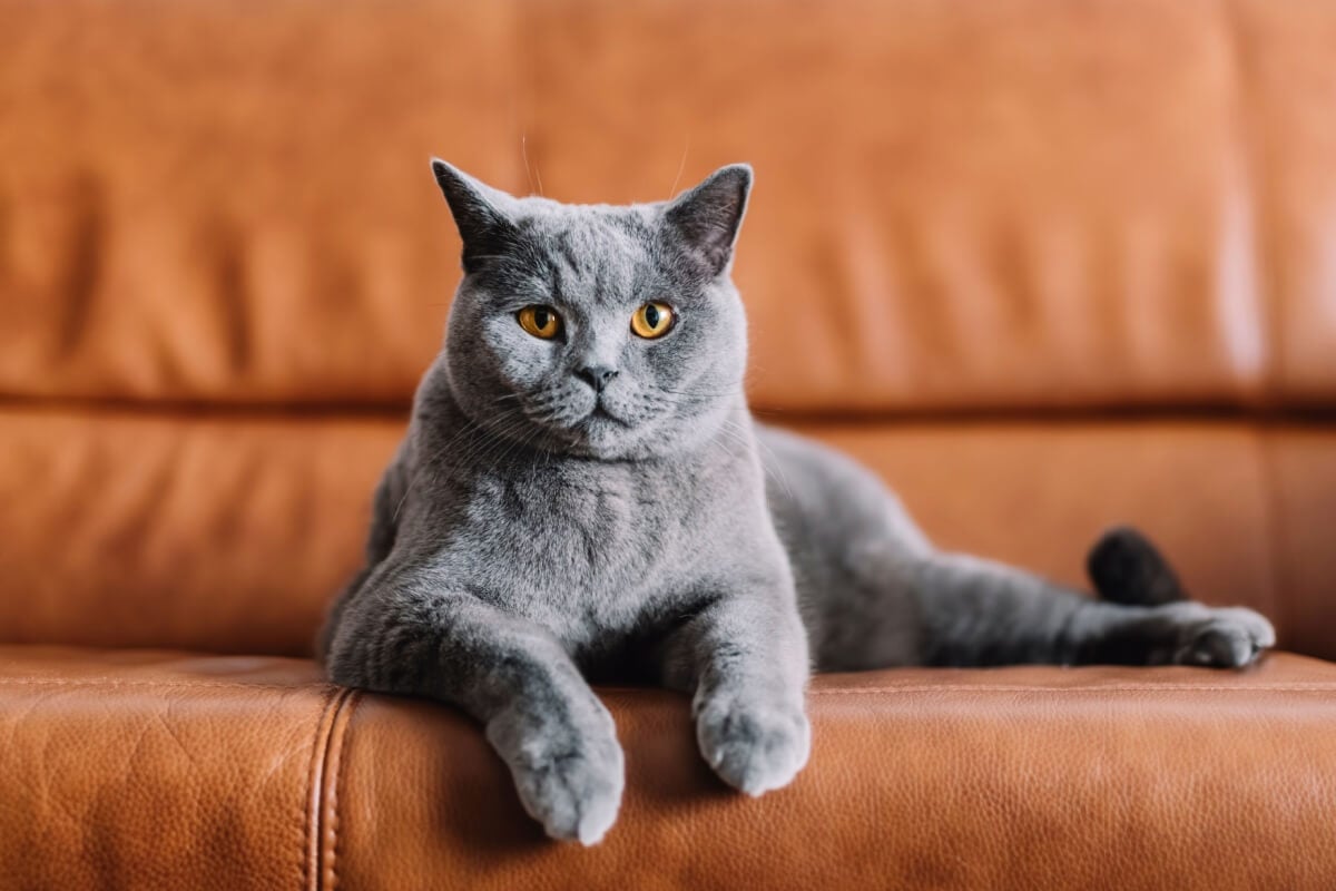 Texturas que causam desconforto nos gatos devem ser evitadas sempre que possível 