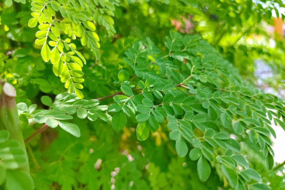 A moringa tem nutrientes essenciais para o bom funcionamento do organismo 