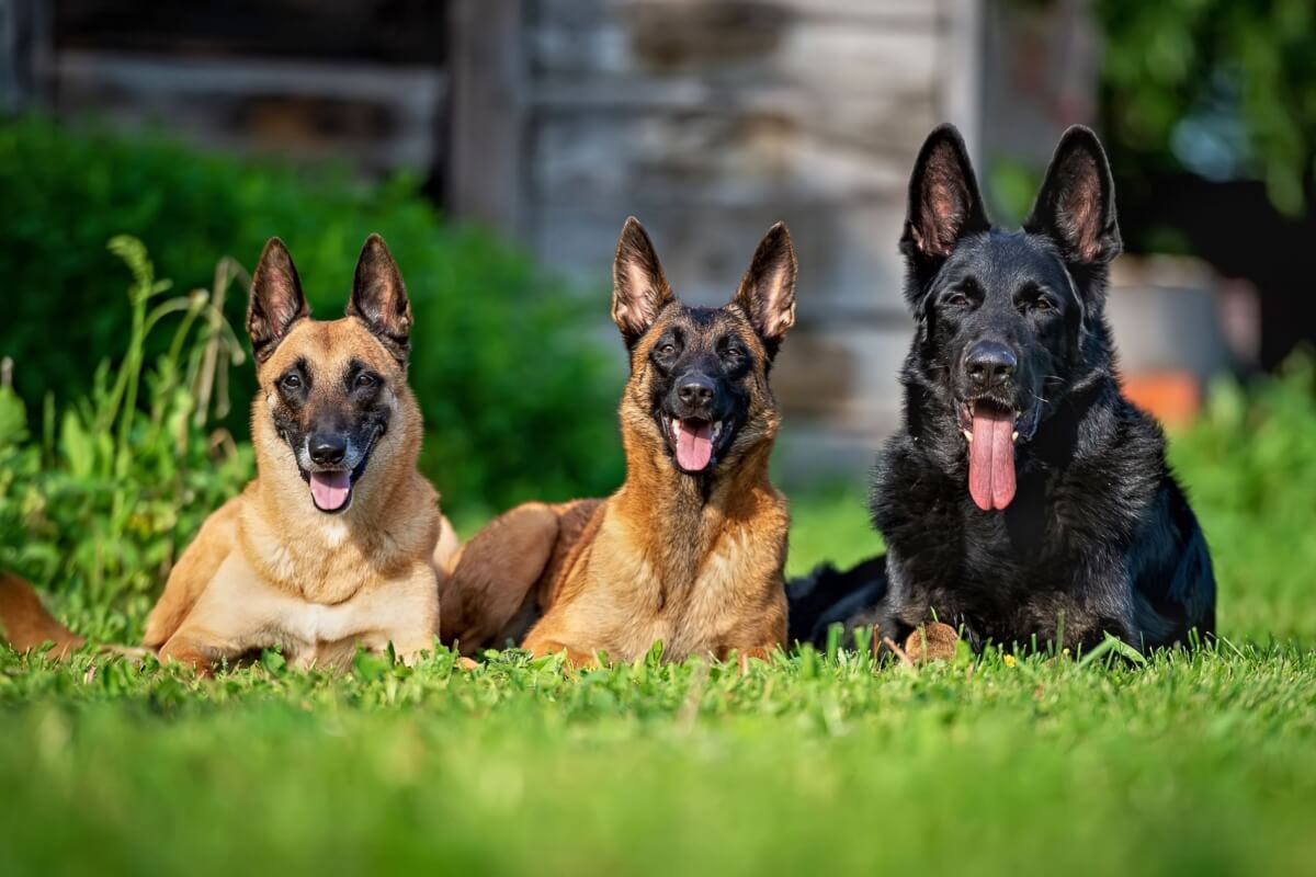 O pastor alemão e o pastor belga malinois compartilham semelhanças, mas são distintos em diversos aspectos 