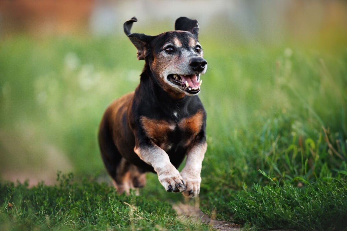 Mesmo quando idosos, muitos animais continuam ativos, brincalhões e saudáveis por vários anos 