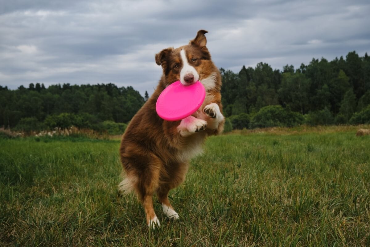 Os brinquedos são uma excelente ferramenta para aliviar o estresse e promover momentos relaxantes para os pets 