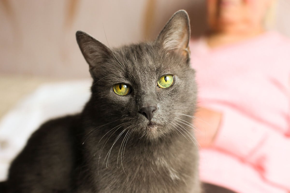 Com os cuidados adequados, é possível garantir bem-estar e saúde para os felinos na terceira idade 