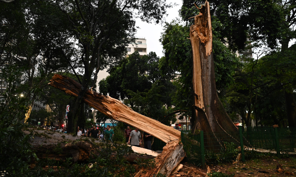 Chuva em São Paulo derruba terceira árvore mais velha da cidade