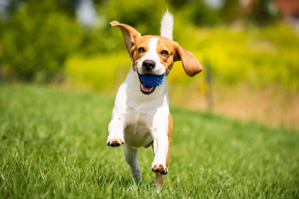 Oferecer momentos felizes aos pets é importante para a saúde mental e física deles 