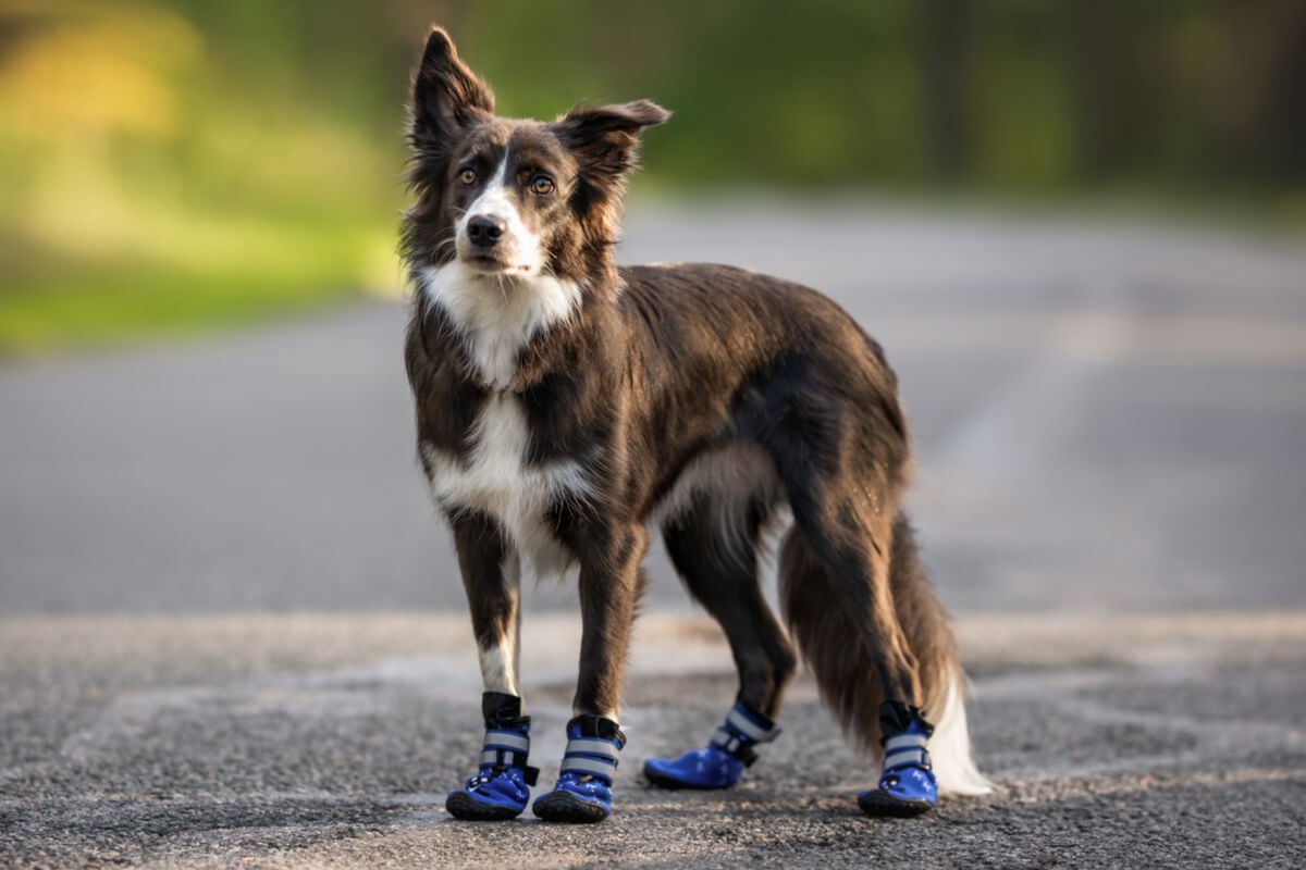 Os sapatos ajudam a proteger as patas dos cachorros