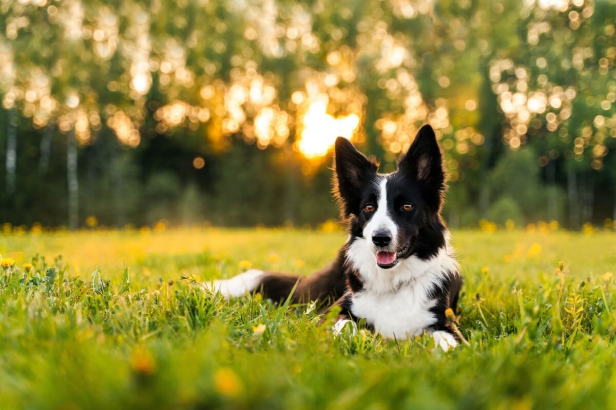 É importante ficar atento ao pelo do cachorro após passeios em áreas externas 