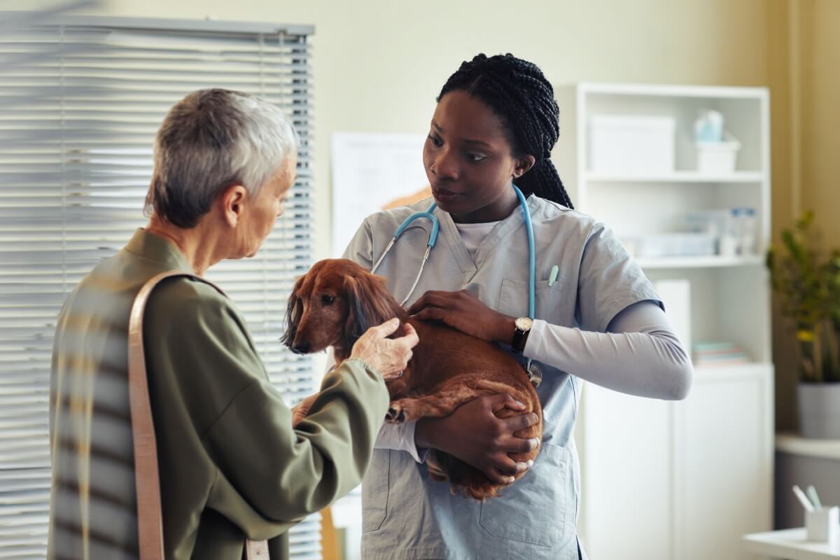 Os tutores devem estar atentos aos sinais que indicam que os pets precisam de um veterinário 