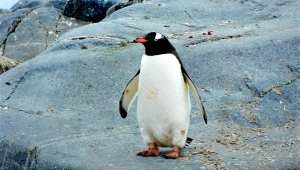 Penguim
