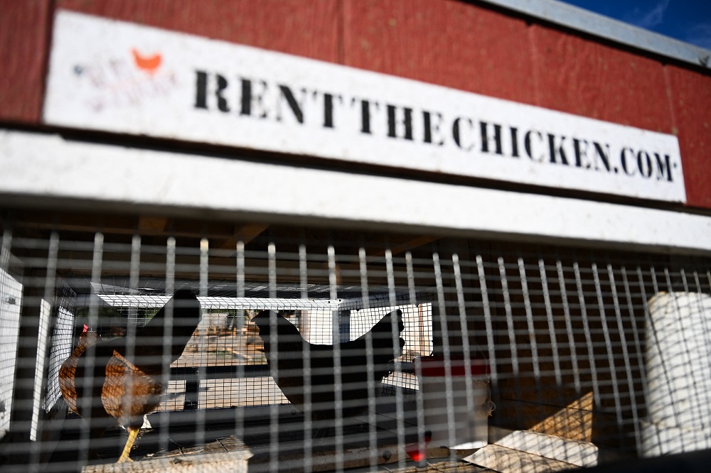 Galinhas dentro de um galinheiro portátil sobre um reboque antes de serem levadas de uma fazenda até a casa de um cliente, como parte do serviço "Rent The Chicken", em Agua Dulce, Califórnia