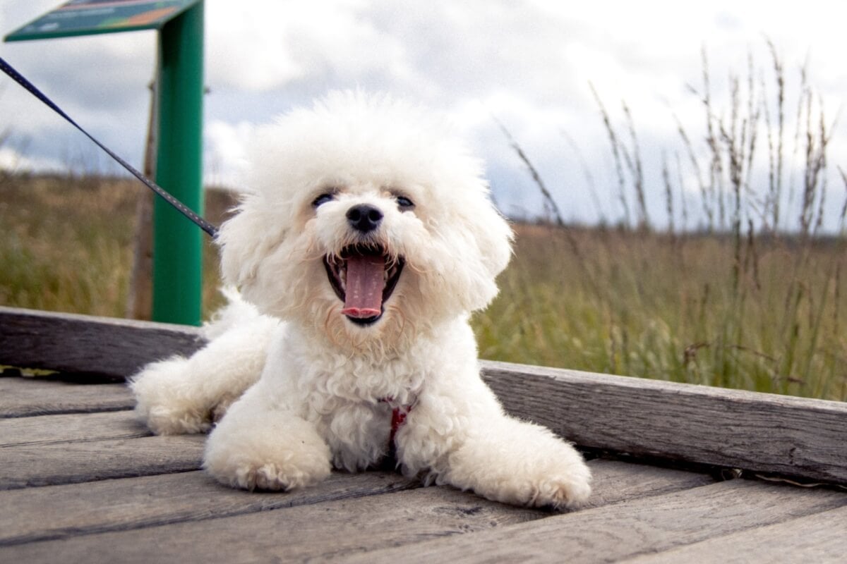 O bichon frisé encanta por sua inteligência e temperamento amigável 