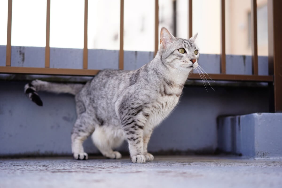 Il cattivo gatto egiziano è una delle razze più antiche del mondo 