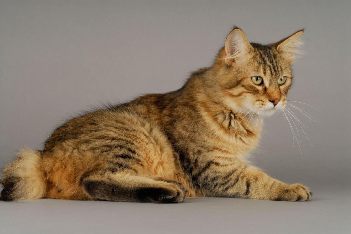 O gato pixie-bob tem um visual selvagem, mas um temperamento adequado para a vida em família