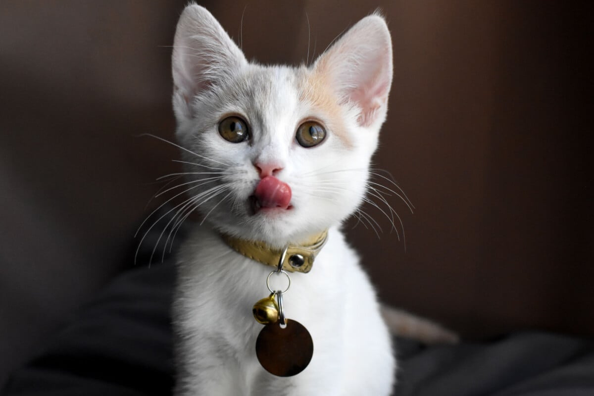 Ferramentas para localizar pets perdidos oferecem mais segurança para os animais e tutores
