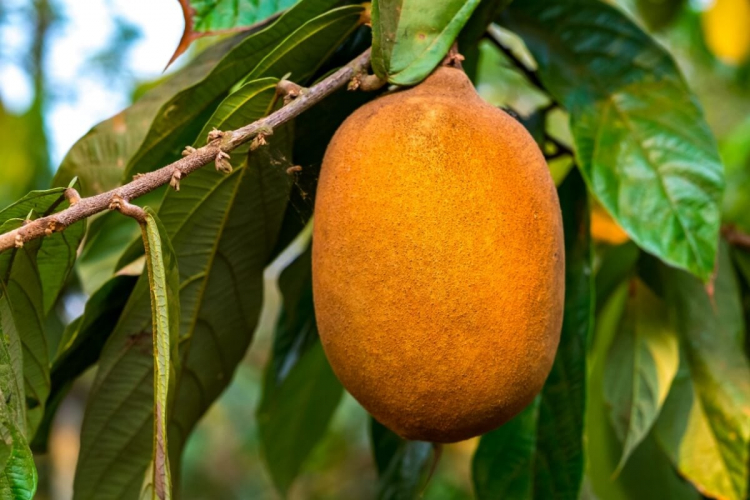 5 benefícios do cupuaçu para a saúde e como usá-lo