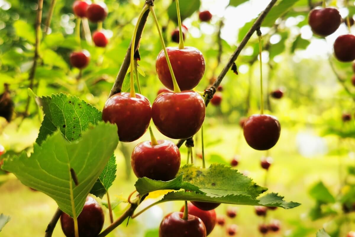 A cereja é muito apreciada na cozinha e contém nutrientes que contribuem para a saúde do organismo 