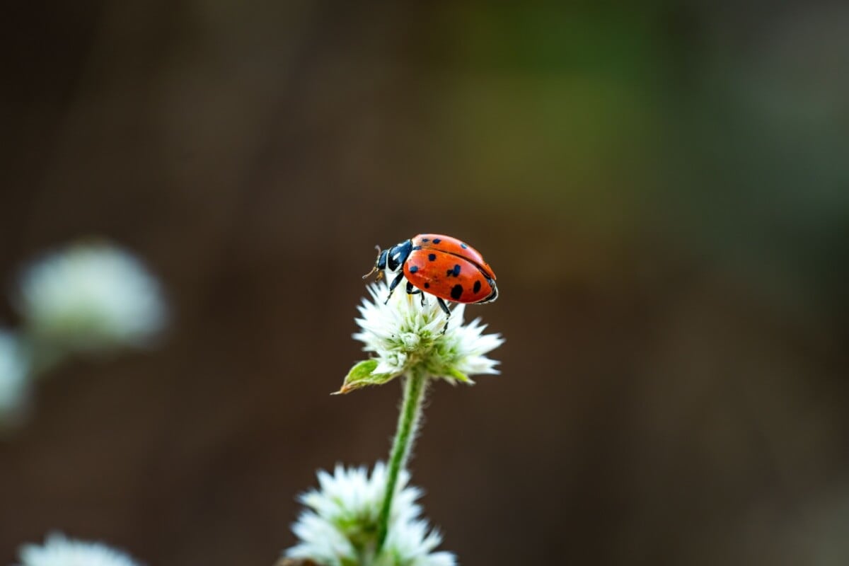 As joaninhas têm uma vida cheia de curiosidades e são muito importantes para o equilíbrio dos ecossistemas 