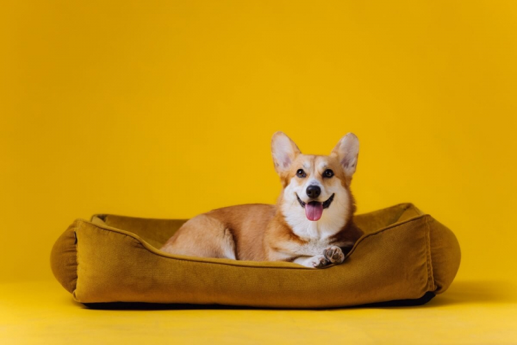 7 tipos de camas para cachorro 