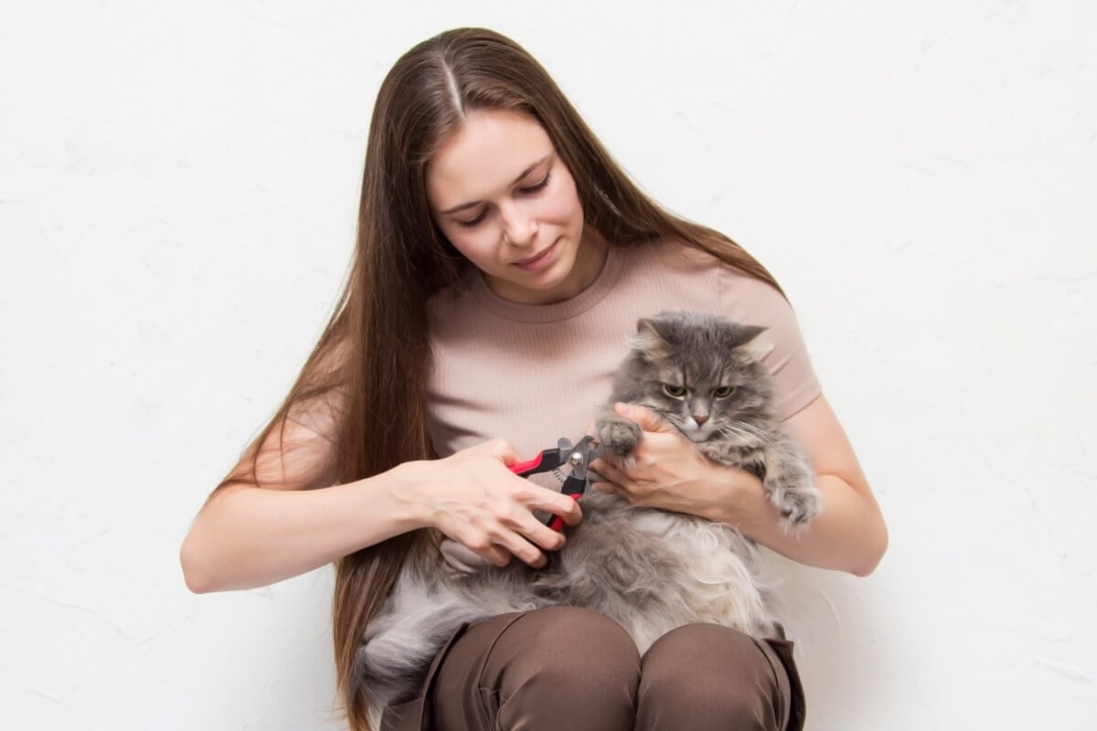 Além de prevenir acidentes, os cortes regulares das unhas dos gatos também evitam que desenvolvam desconfortos ao caminhar 