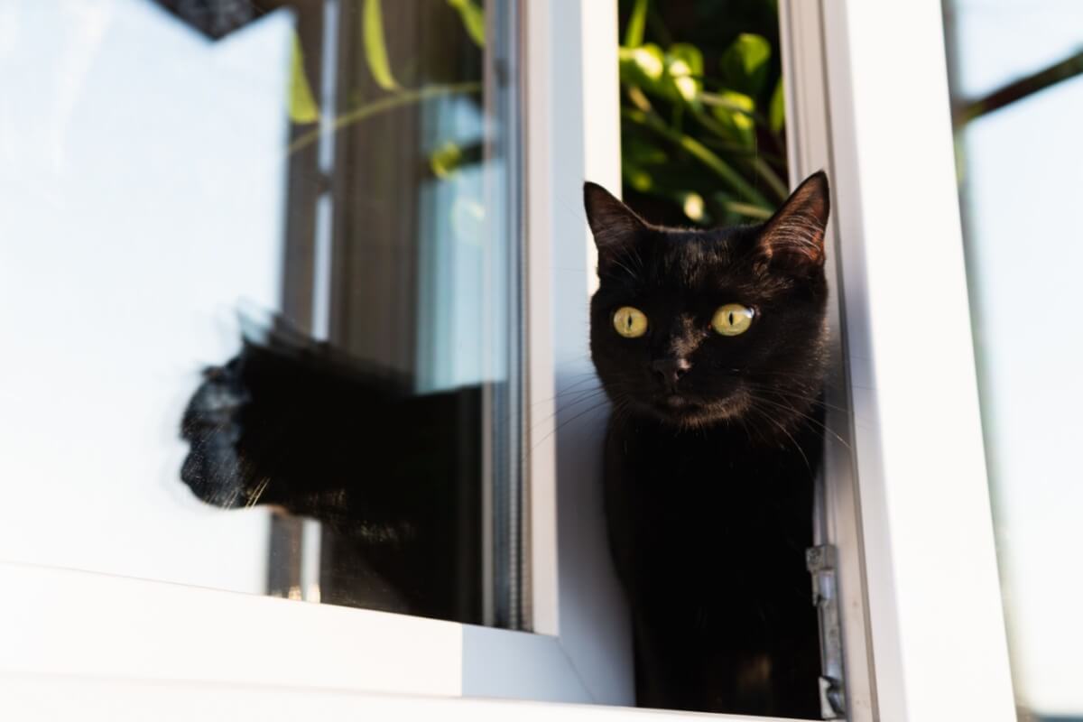 Manter o gato dentro de casa preserva a sua saúde e bem-estar 