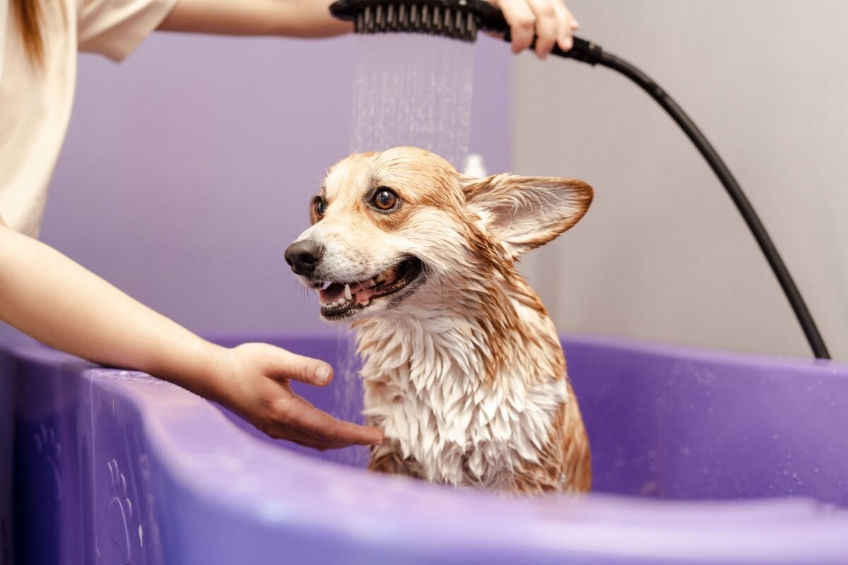 A frequência de banho pode variar conforme o estilo de vida do pet