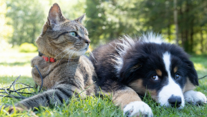 Gato e cachorro