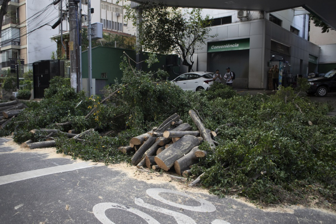 Ventania queda de árvores