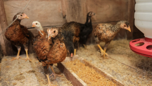 SUSPENSÃO DE COMPRA DE FRANGO PELA CHINA