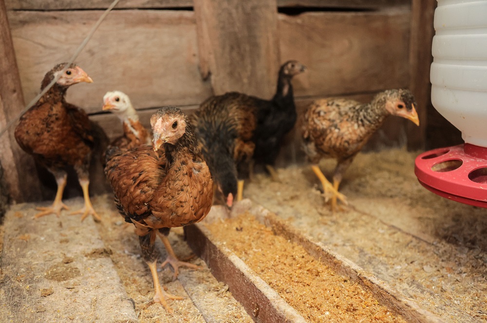 SUSPENSÃO DE COMPRA DE FRANGO PELA CHINA