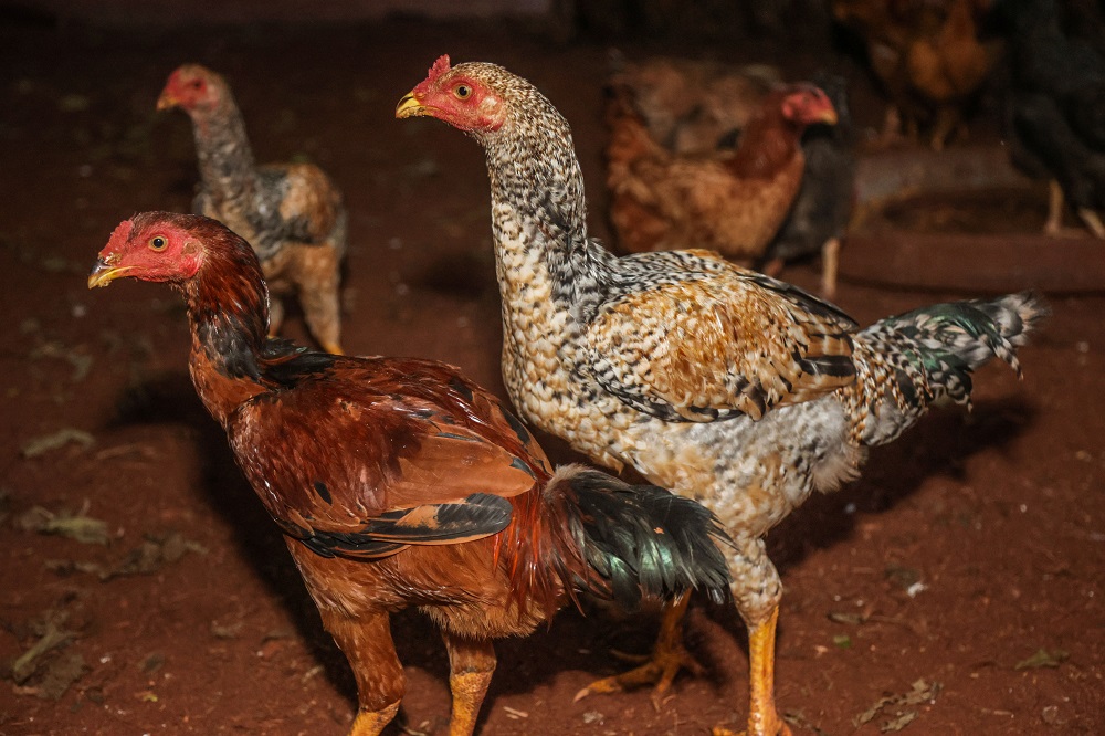 SUSPENSÃO DE COMPRA DE FRANGO PELA CHINA