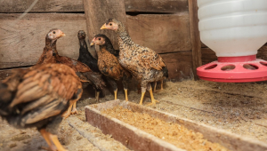 SUSPENSÃO DE COMPRA DE FRANGO PELA CHINA