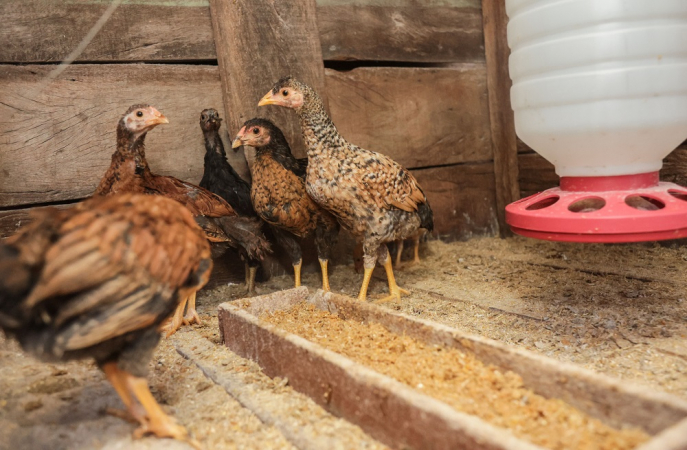 SUSPENSÃO DE COMPRA DE FRANGO PELA CHINA