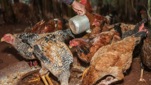 SUSPENSÃO DE COMPRA DE FRANGO PELA CHINA