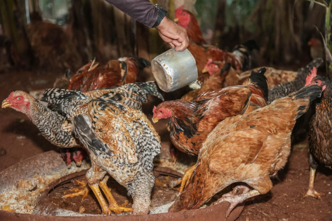 SUSPENSÃO DE COMPRA DE FRANGO PELA CHINA