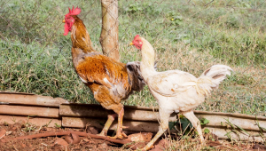 SUSPENSÃO DE COMPRA DE FRANGO PELA CHINA