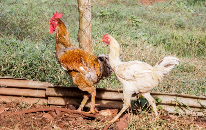 SUSPENSÃO DE COMPRA DE FRANGO PELA CHINA